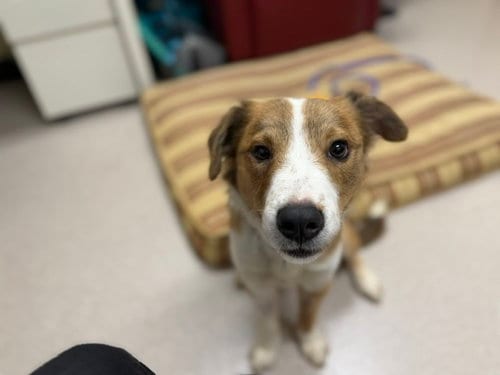 Photo of Olive, adoptable Australian Cattle Dog/Blue Heeler in Denver, Colorado