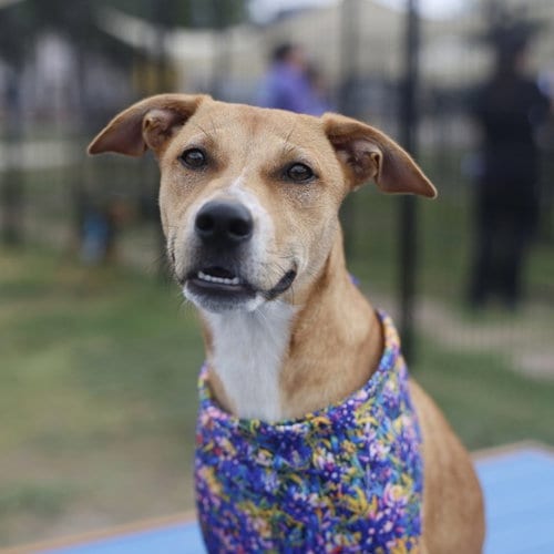 Photo of Moe, adoptable Labrador Retriever in San Antonio, Texas