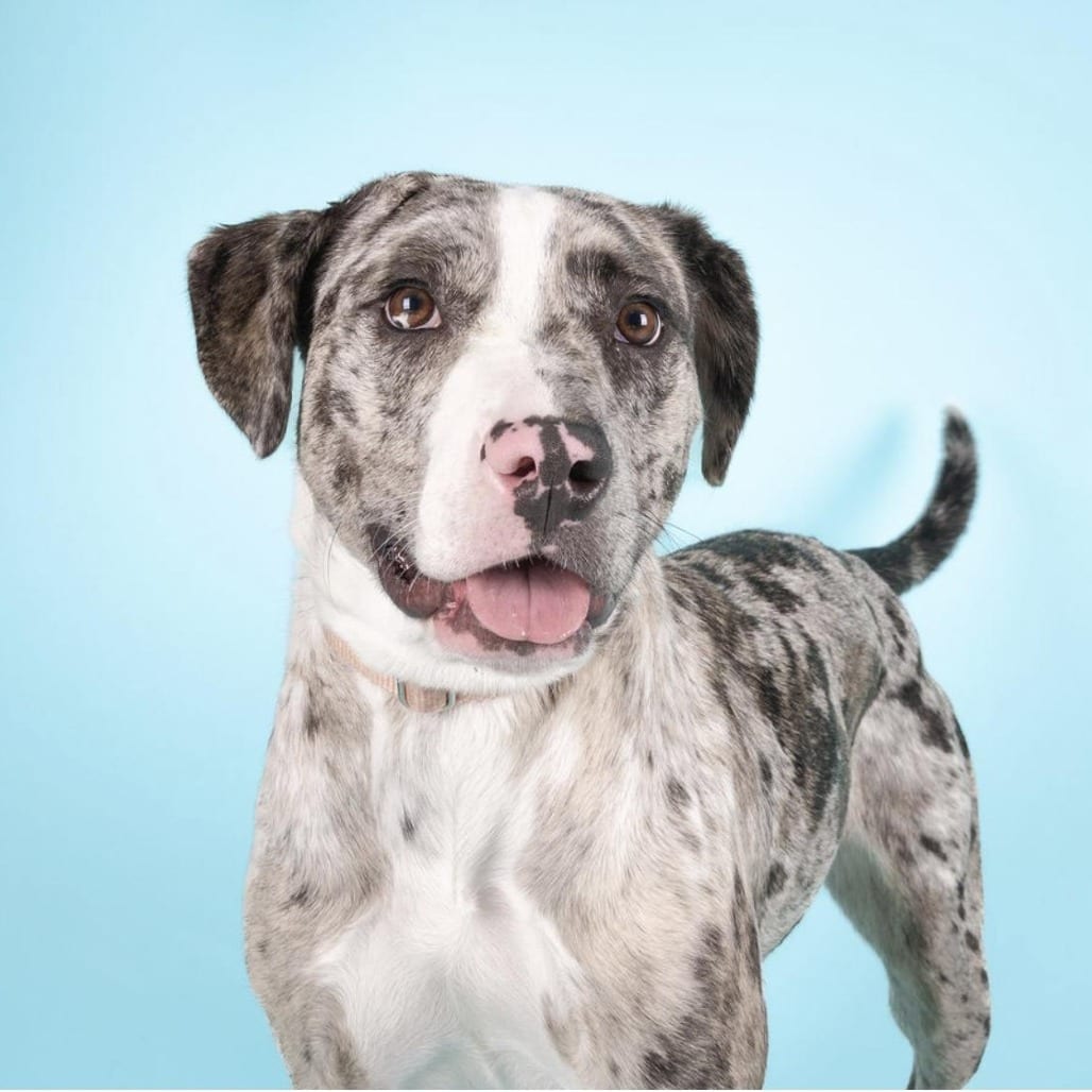 Photo of Freida, adoptable Mastiff, Cane Corso / Mixed Breed (Medium) in Patchogue, New York