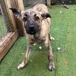 Photo of Mimosa 9997, adoptable Black Mouth Cur Mixed Breed (Medium) in Loxahatchee, Florida