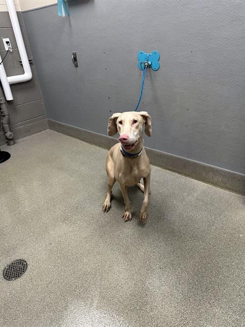 Photo of Peppermint, adoptable Doberman Pinscher in Las Vegas, Nevada