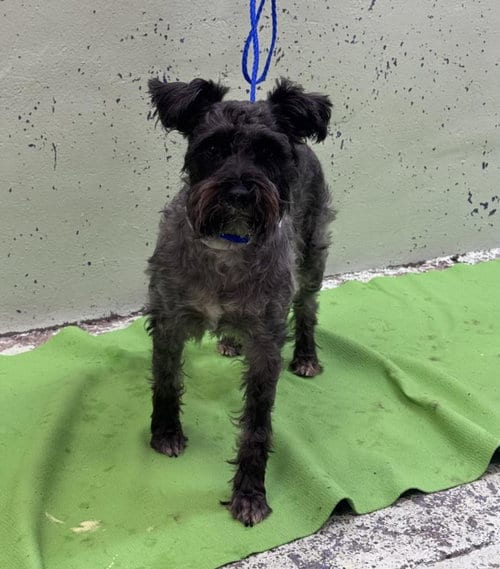 Photo of Hemi, adoptable Miniature Schnauzer in Houston, Texas