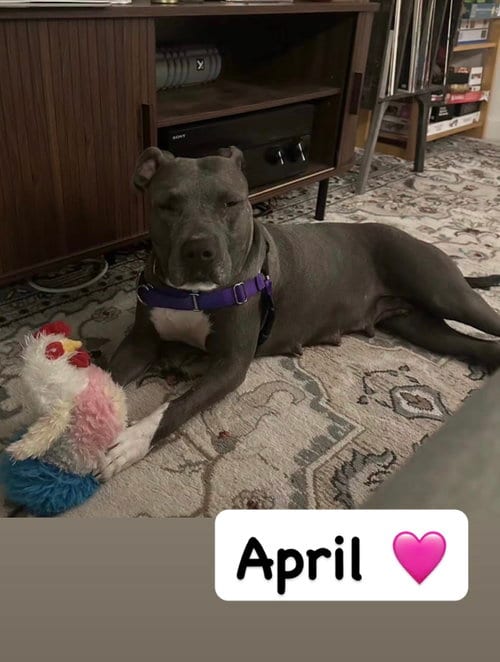 Photo of April, adoptable American Staffordshire Terrier in San Diego, California