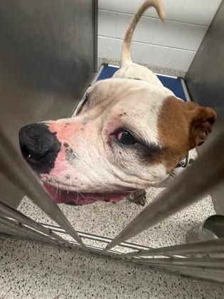 Photo of Ken, adoptable dog in Atlanta, Georgia