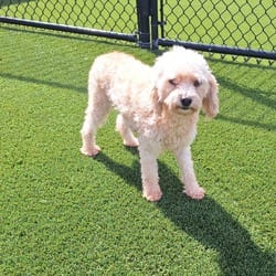 Photo of Ocean 9968, adoptable Poodle (Toy or Tea Cup) in Loxahatchee, Florida