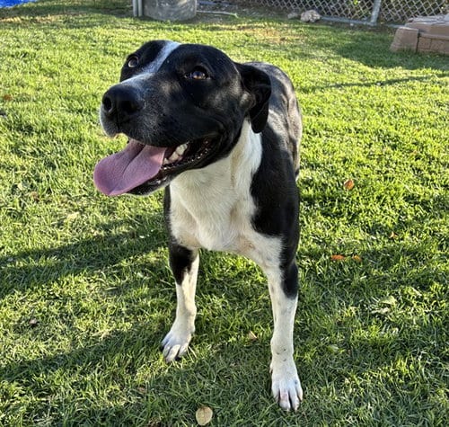 Photo of Bennie, adoptable Pit Bull Terrier in San Bernardino, California