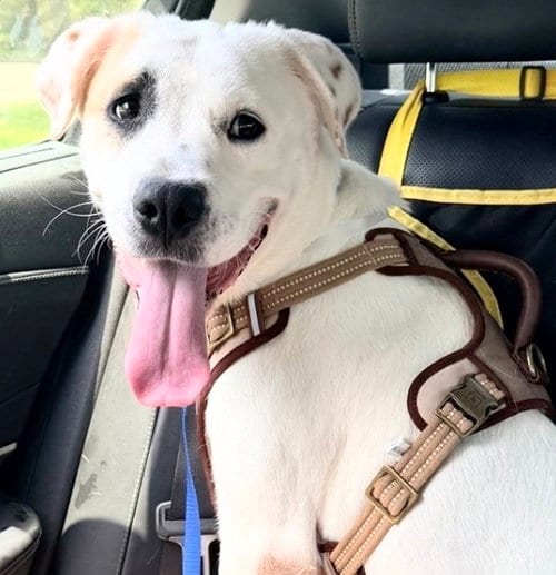 Photo of Honey, adoptable Labrador Retriever in Houston, Texas