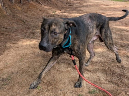 Photo of Brindley, adoptable Pit Bull Terrier in Chapel Hill, North Carolina