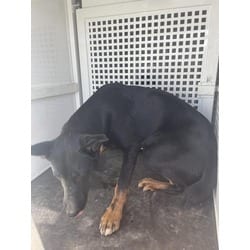 Photo of Kid, adoptable German Shepherd Dog in Jurupa Valley, California
