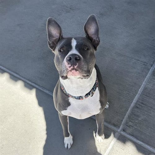 Photo of Wonderwall, adoptable American Pit Bull Terrier in Denver, Colorado