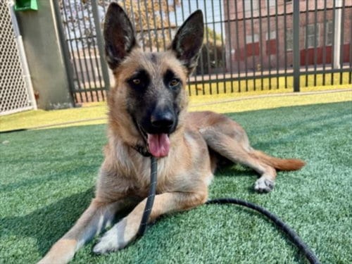 Photo of Cash, adoptable German Shepherd Dog in Los Angeles, California