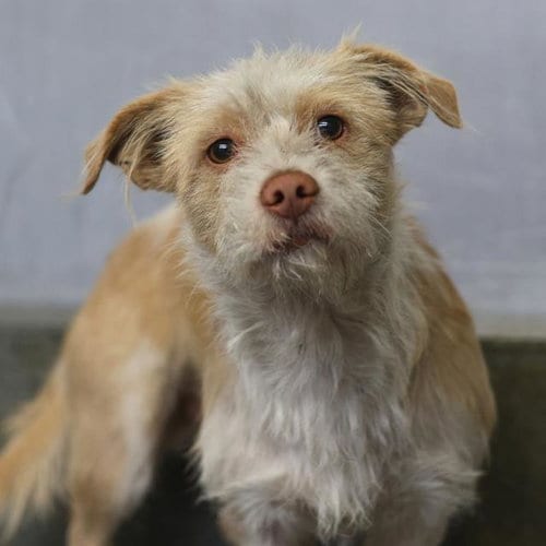 Photo of Jaxson Avery, adoptable Terrier in San Antonio, Texas