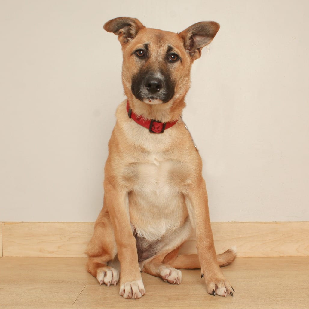 Photo of Kailua D71127, adoptable Shepherd, Dutch / Shepherd, German in Minnesota, Minnesota