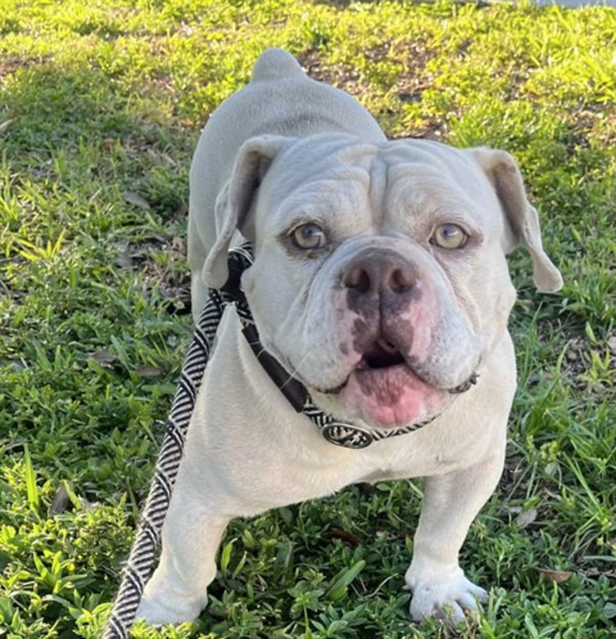 Photo of Martin, adoptable American Bulldog in Fort Lauderdale, Florida