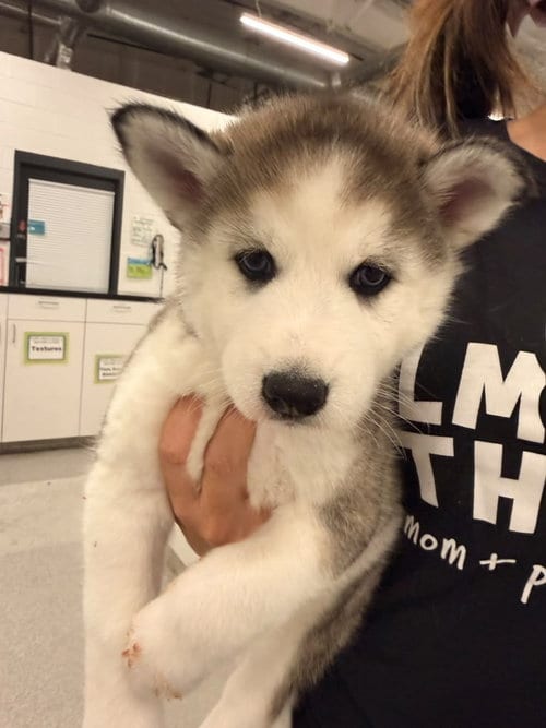 Photo of Wigs, adoptable Husky in Phoenix, Arizona
