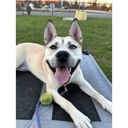 Photo of Woody, adoptable Husky German Shepherd Dog in Wantagh, New York