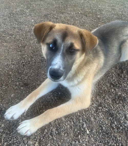 Photo of Kai, adoptable Husky in Burnsville, North Carolina