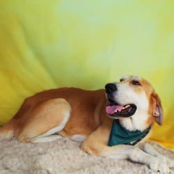 Photo of Flap Jack JuM, adoptable Hound (Unknown Type) in Hartford, Connecticut