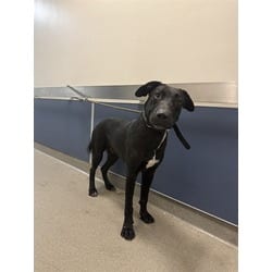 Photo of Enrique, adoptable Terrier (Unknown Type, Medium) in Doral, Florida