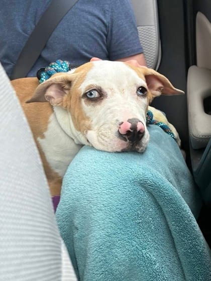 Photo of Whistle, adoptable dog in Baltimore, Maryland
