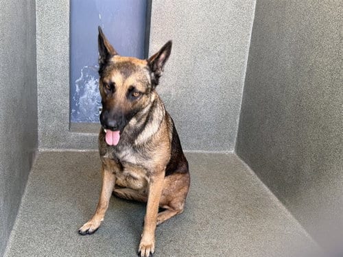 Photo of Sabrina, adoptable German Shepherd Dog in Gardena, California