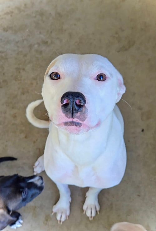Photo of Inara, adoptable Pit Bull Terrier in Estherville, Iowa