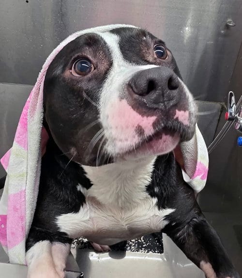 Photo of Conan, adoptable Bulldog in Matawan, New Jersey