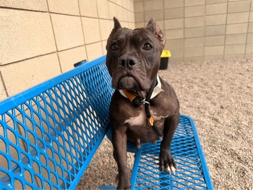 Photo of Sailor Moon, adoptable American Bulldog in Mesa, Arizona