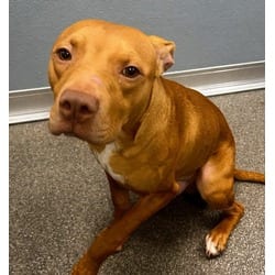 Photo of Ithan, adoptable Mixed Breed (Medium) in Munster, Indiana