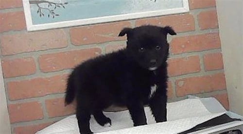 Photo of A2094056, adoptable Husky in Houston, Texas