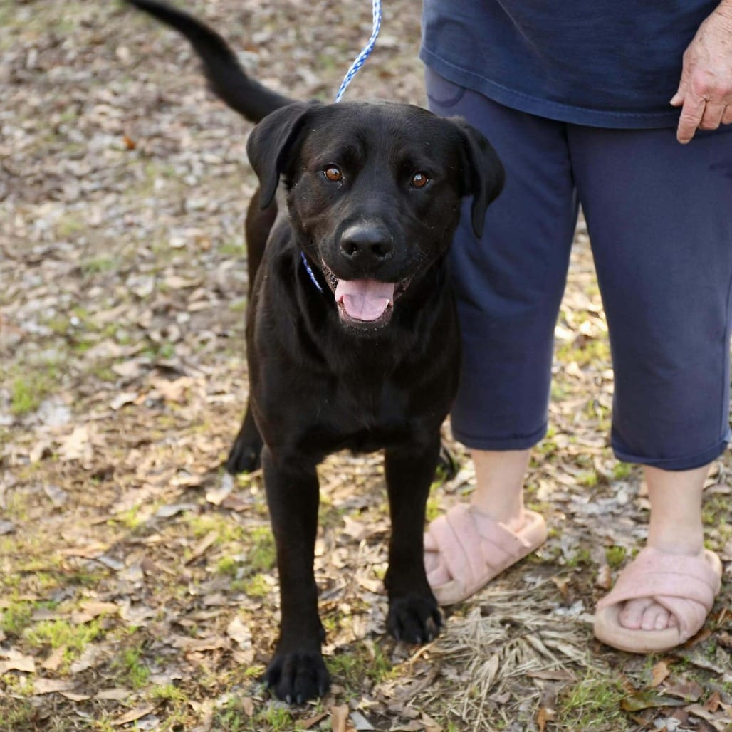 Photo of Clyde, adoptable Retriever, Black Labrador / Mixed Breed (Medium) in Whitestone, New York