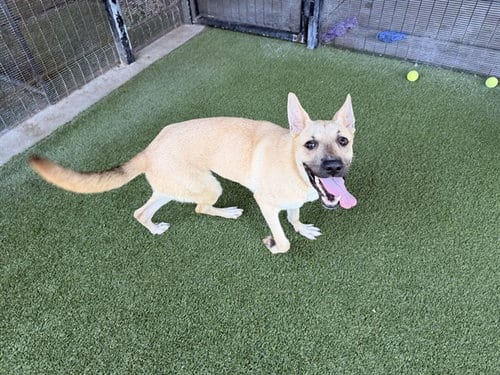 Photo of Sophie, adoptable German Shepherd Dog in Garland, Texas