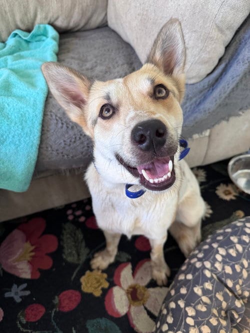 Photo of Mollywobbles, adoptable Australian Cattle Dog/Blue Heeler in Greenville, South Carolina