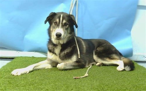 Photo of Oreo, adoptable Siberian Husky in Gardena, California