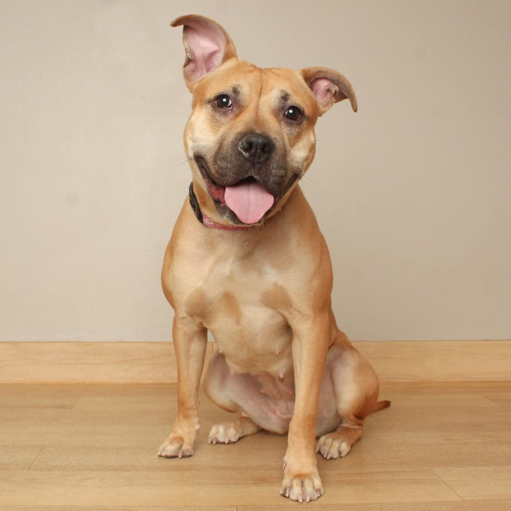 Photo of SoHo D71711, adoptable Terrier, American Pit Bull in Minnesota, Minnesota