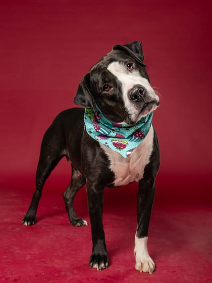 Photo of Kathy Bates, adoptable dog in Atlanta, Georgia