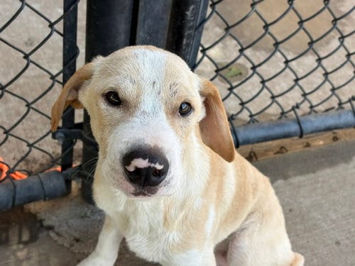 Photo of Melloww, adoptable Pit Bull Terrier in Tulsa, Oklahoma