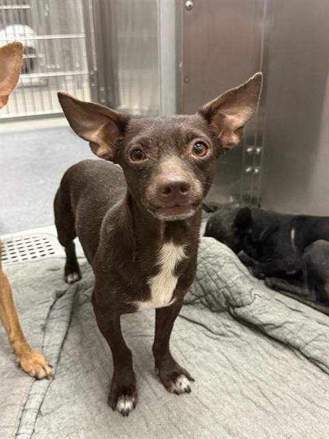 Photo of Aioli, adoptable Mixed Breed
