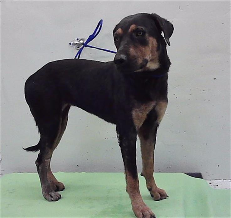 Photo of Shadow, adoptable Labrador Retriever mix in Houston, Texas
