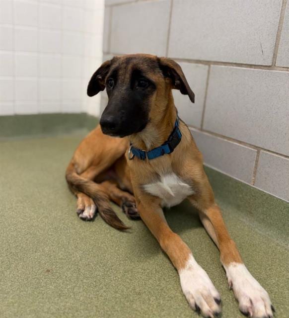 Photo of Junebug, adoptable Mixed Breed