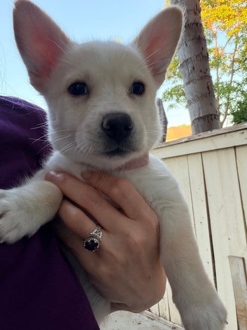Photo of Mercedes, adoptable Corgi in Dana Point, California