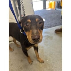 Photo of Gabe, adoptable Chihuahua in San Bernardino, California