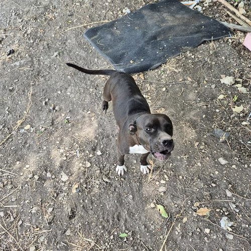 Photo of A827495, adoptable American Staffordshire Terrier in San Antonio, Texas