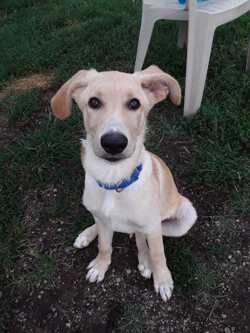 Photo of Calvin, adoptable Labrador Retriever in South Bend, Indiana