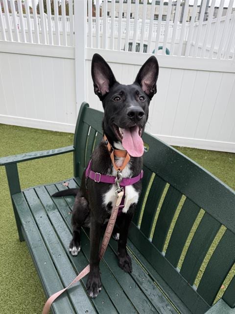 Photo of Andy, adoptable Belgian Malinois in Salem, Massachusetts