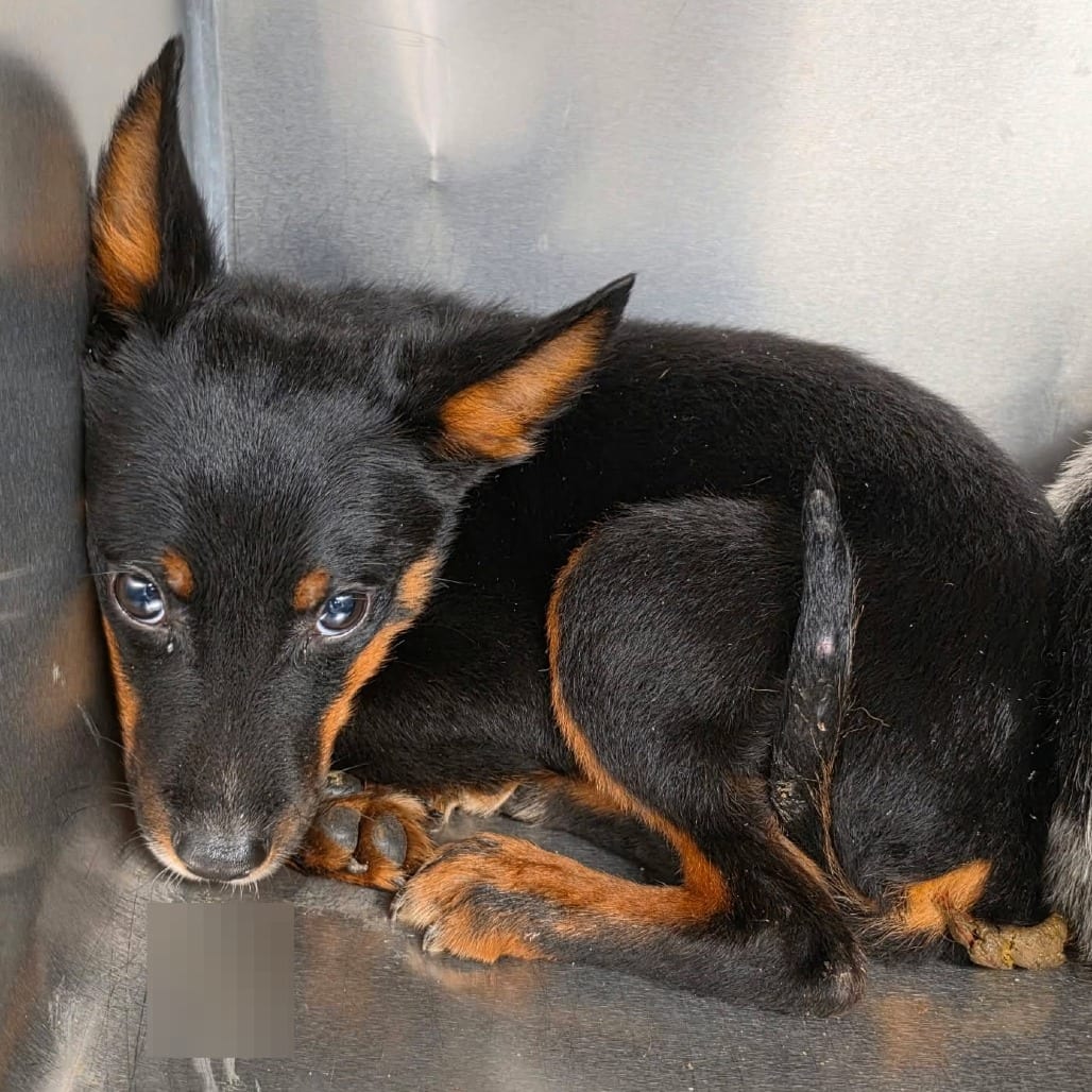 Photo of Flearoy, adoptable Mixed Breed (Medium) in Martinsville, Virginia