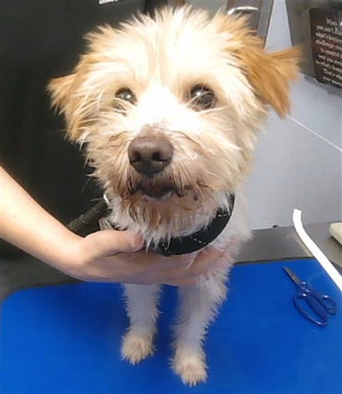 Photo of Devon, adoptable Yorkshire Terrier Yorkie in Phoenix, Arizona
