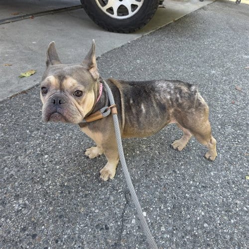 Photo of Brooklyn, adoptable French Bulldog in Long Beach, California