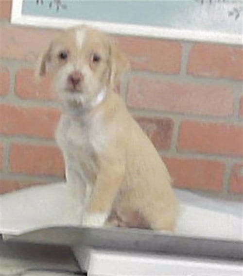 Photo of Steinfeld, adoptable Cairn Terrier in Houston, Texas