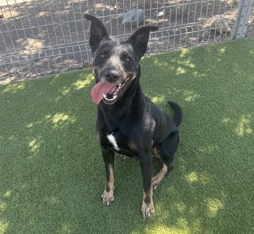 Photo of Frida, adoptable German Shepherd Dog in Martinez, California